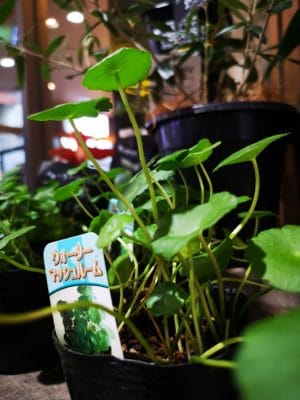 涼しさを感じる観葉植物 3 IMG 20220721 172151