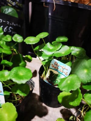 涼しさを感じる観葉植物 4 IMG 20220721 172159