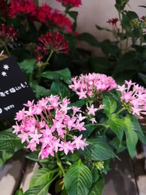 ペンタスについて 5 IMG 20220730 171840