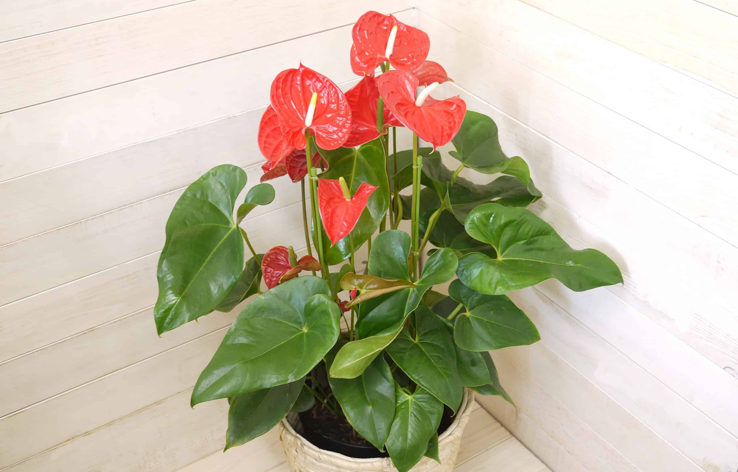 観葉植物 アンスリウム-赤 8号鉢 3 観葉植物 アンスリウム-赤 8号鉢 - 画像 (3)