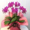 Share Orchid シェアオーキッド5本立ち-ピンク系 2 140281147