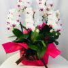 Share Orchid シェアオーキッド5本立ち-ホワイト系 2 140281150