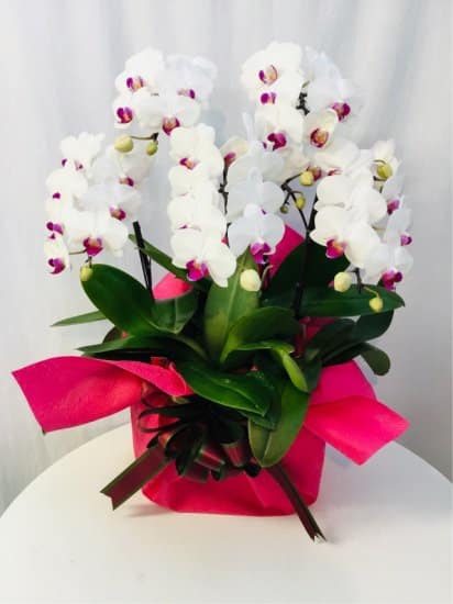 Share Orchid シェアオーキッド5本立ち-ホワイト系 1 Share Orchid シェアオーキッド5本立ち-ホワイト系