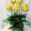 Share Orchid シェアオーキッド5本立ち-イエロー系 2 140281153