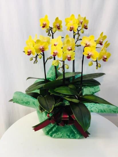 Share Orchid シェアオーキッド5本立ち-イエロー系 1 Share Orchid シェアオーキッド5本立ち-イエロー系