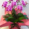 Share Orchid シェアオーキッド7本立ち-ピンク系 3 140281154