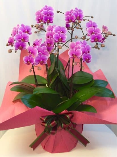 Share Orchid シェアオーキッド7本立ち-ピンク系 1 Share Orchid シェアオーキッド7本立ち-ピンク系
