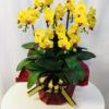 Share Orchid シェアオーキッド7本立ち-イエロー系 2 140281156