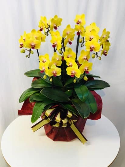 Share Orchid シェアオーキッド7本立ち-イエロー系 1 Share Orchid シェアオーキッド7本立ち-イエロー系