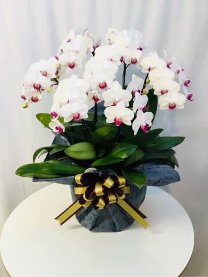 Share Orchid シェアオーキッド7本立ち-ホワイト系 1 Share Orchid シェアオーキッド7本立ち-ホワイト系
