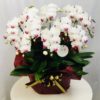 Share Orchid シェアオーキッド10本立ち-ホワイト系 3 140281161