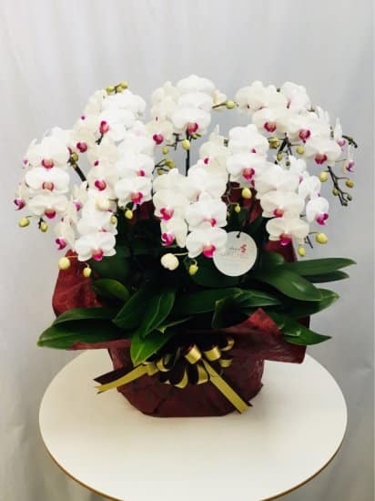 Share Orchid シェアオーキッド10本立ち-ホワイト系 1 Share Orchid シェアオーキッド10本立ち-ホワイト系