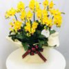 Share Orchid シェアオーキッド10本立ち-イエロー系 2 140281164