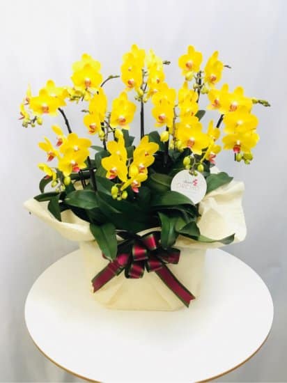 Share Orchid シェアオーキッド10本立ち-イエロー系 1 Share Orchid シェアオーキッド10本立ち-イエロー系