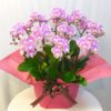 Share Orchid シェアオーキッド10本立ち-ピンク系 3 140281166