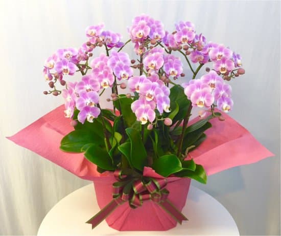 Share Orchid シェアオーキッド10本立ち-ピンク系 1 Share Orchid シェアオーキッド10本立ち-ピンク系