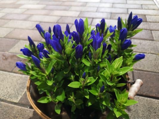 秋のお花といえば? 3 IMG 20220828 134350