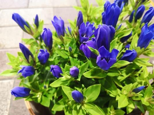 秋のお花といえば? 1 IMG 20220828 134359