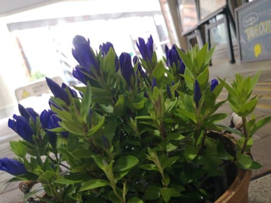 秋のお花といえば? 4 IMG 20220828 134412