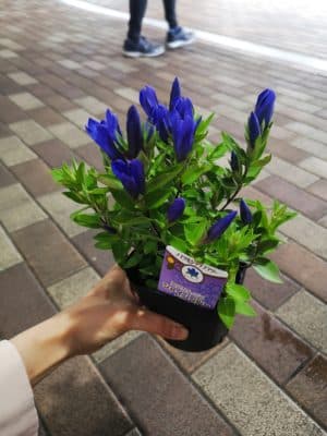 秋のお花といえば? 2 IMG 20220828 134431