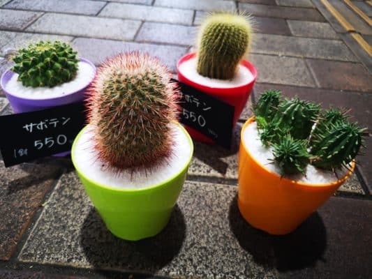 サボテンについて🌵 4 IMG 20220828 134524