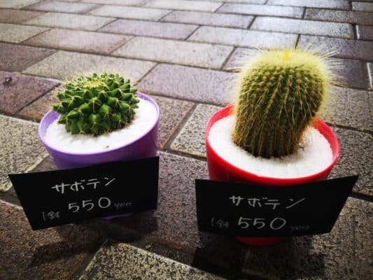 サボテンについて🌵 2 IMG 20220828 134543