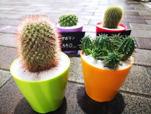 サボテンについて🌵 1 IMG 20220828 134550