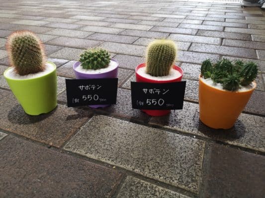 サボテンについて🌵 3 IMG 20220828 134558 1