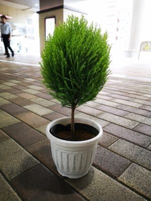 ゴールドクレストのご紹介 1 IMG 20220927 144354