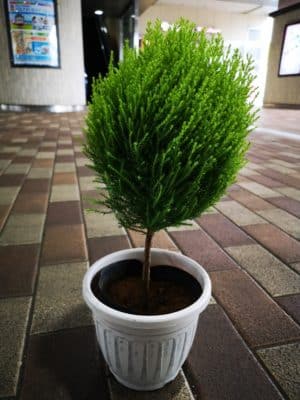 ゴールドクレストのご紹介 4 IMG 20220927 144421