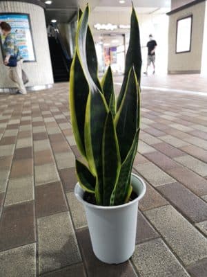 サンスベリアのご紹介 1 IMG 20220927 144449