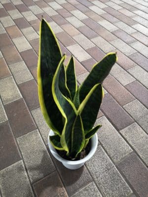 サンスベリアのご紹介 2 IMG 20220927 144505