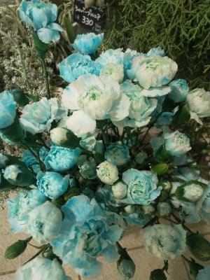 blue系のお花…染めカーネーション 1 DSC 2220