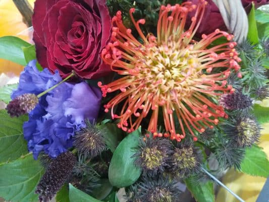 お花ではなかなか実在しない「黒色の花」 2 IMG 20221002 110105