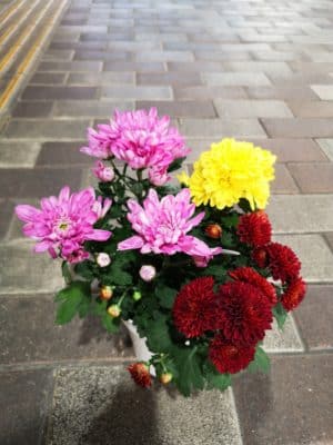 菊の花が見頃です✨ 4 IMG 20221020 151328