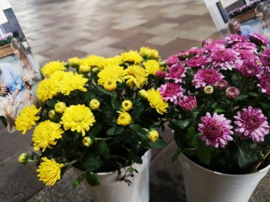 菊の花が見頃です✨ 2 IMG 20221020 151411