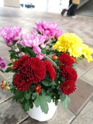 菊の花が見頃です✨ 1 IMG 20221020 151427