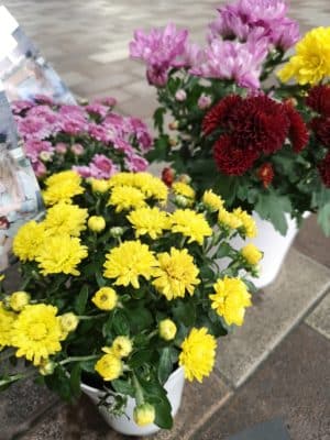 菊の花が見頃です✨ 3 IMG 20221020 151435