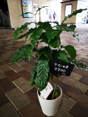 コーヒの木のご紹介 2 IMG 20221029 133353