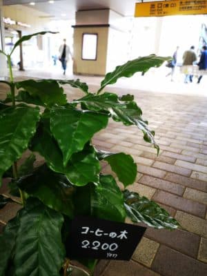 コーヒの木のご紹介 3 IMG 20221029 133419