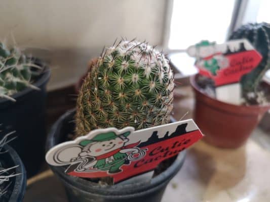 サボテンのご紹介 1 IMG 20221030 125925