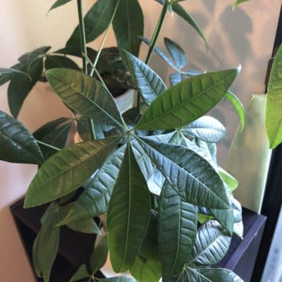 パキラのご紹介🌱 2 1671968775373