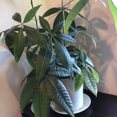 パキラのご紹介🌱 3 1671968779085