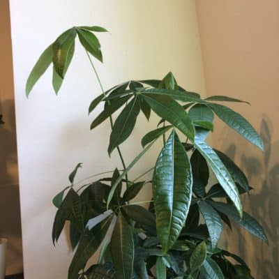 パキラのご紹介🌱 1 1671968782697