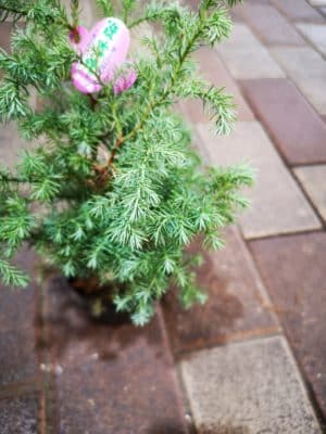 ひむろ杉 2 IMG 20221225 152625