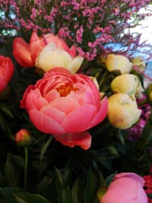 芍薬の魅力② 4 IMG 20230427 114700