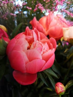 芍薬の魅力① 1 IMG 20230427 114707