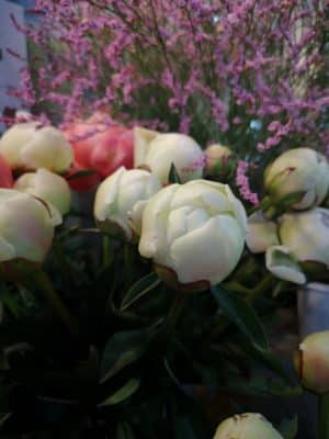 芍薬の魅力① 3 IMG 20230427 114727