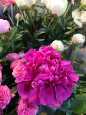 芍薬の魅力① 2 IMG 20230427 114733