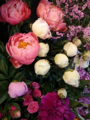 芍薬の魅力② 2 IMG 20230427 114738